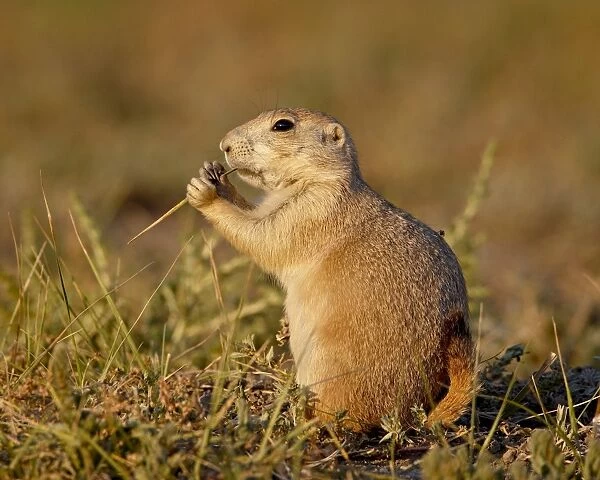Blacktail prairie dog (Cynomys ludovicianus) eating, Wind Cave National Park