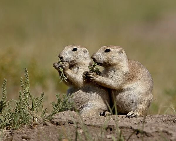Two blacktail prairie dog (Cynomys ludovicianus) eating, Wind Cave National Park