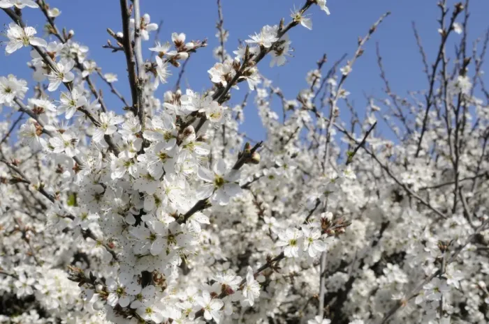Framed Print : Blackthorn (Prunus spinosa) in full flower, Cornwall, England, United Kingdom, Europe