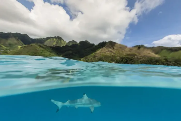 Framed Print : Blacktip reef shark, Carcharhinus melanopterus, cruising the shallow waters of Moorea Framed Print : Blacktip reef shark, Carcharhinus melanopterus, cruising the shallow waters of Moorea