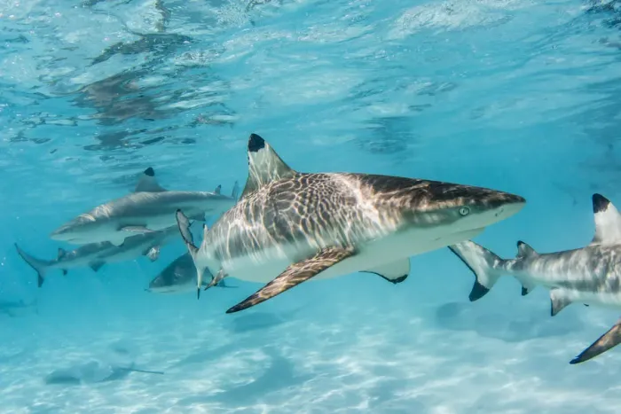 Framed Print : Blacktip reef sharks, Carcharhinus melanopterus, cruising the shallow waters of Moorea Framed Print : Blacktip reef sharks, Carcharhinus melanopterus, cruising the shallow waters of Moorea