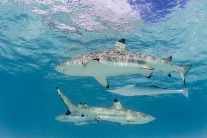 Framed Print : Blacktip reef sharks, Carcharhinus melanopterus, cruising the shallow waters of Moorea Framed Print : Blacktip reef sharks, Carcharhinus melanopterus, cruising the shallow waters of Moorea