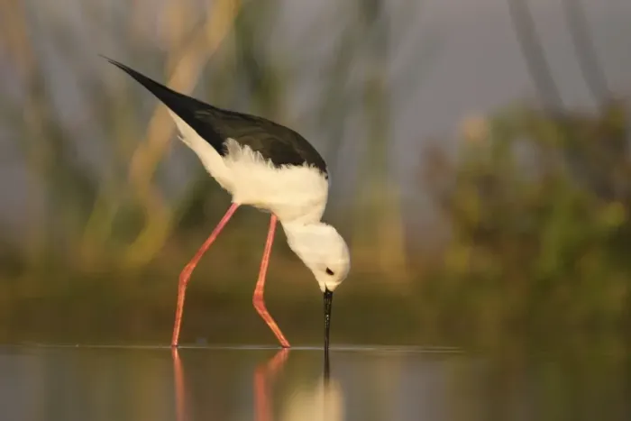Framed Print : Blackwinged stilt (Himantopus himantopus), Zimanga private game reserve, KwaZulu-Natal Framed Print : Blackwinged stilt (Himantopus himantopus), Zimanga private game reserve, KwaZulu-Natal