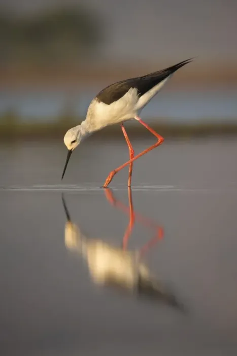 Framed Print : Blackwinged stilt (Himantopus himantopus), Zimanga private game reserve, KwaZulu-Natal Framed Print : Blackwinged stilt (Himantopus himantopus), Zimanga private game reserve, KwaZulu-Natal