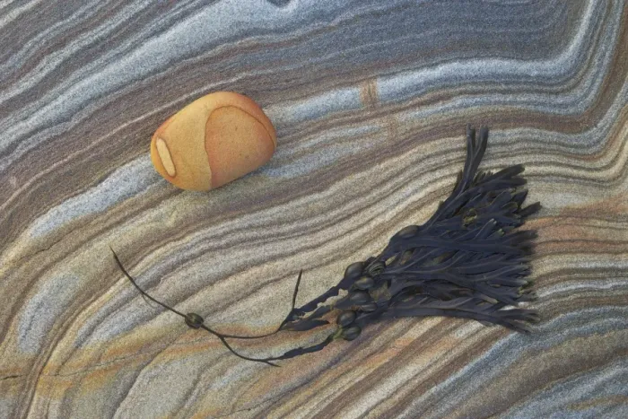Framed Print : Bladder wrack (Fucus vesiculosus) and sandstone patterns, Northumberland, England, United Kingdom, Europe Framed Print : Bladder wrack (Fucus vesiculosus) and sandstone patterns, Northumberland, England, United Kingdom, Europe