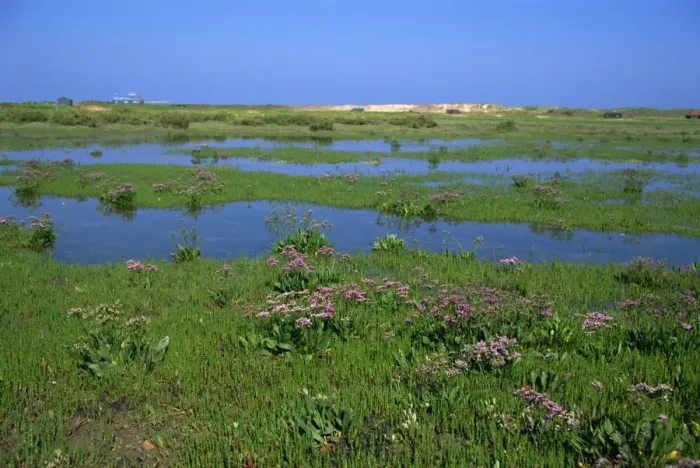 Framed Print : Blakeney Point, Norfolk, England, United Kingdom, Europe Framed Print : Blakeney Point, Norfolk, England, United Kingdom, Europe