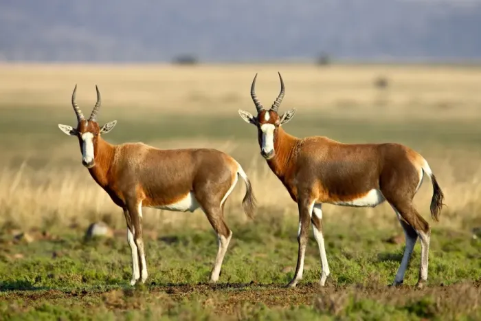 Framed Print : Two blesbok (Damaliscus pygargus phillipsi), Mountain Zebra National Park Framed Print : Two blesbok (Damaliscus pygargus phillipsi), Mountain Zebra National Park