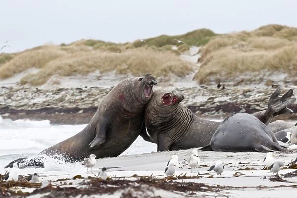 Two bloody southern elephant seal (Mirounga leonina) bulls do battle to establish dominance, Sea Lion Island, Falkland Islands, South America