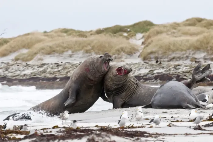 Framed Print : Two bloody southern elephant seal (Mirounga leonina) bulls do battle to establish dominance, Sea Lion Island, Falkland Islands, South America Framed Print : Two bloody southern elephant seal (Mirounga leonina) bulls do battle to establish dominance, Sea Lion Island, Falkland Islands, South America