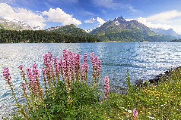 Bloom of Lupinus (Lupine) at Lej da Sils, Engadine Valley, Graubunden, Switzerland
