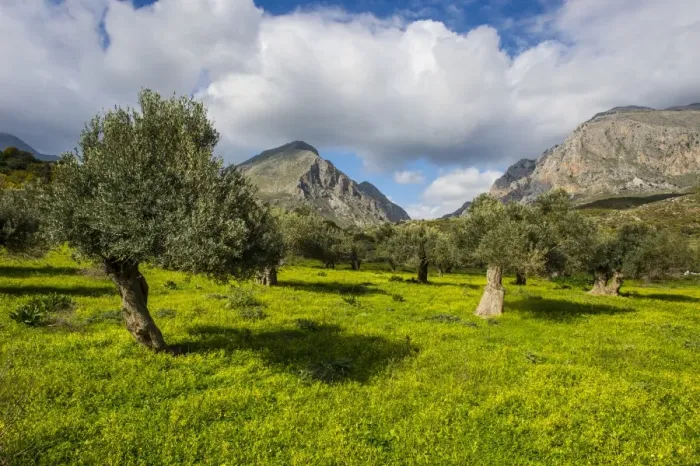 Framed Print : Blooming field with olive trees, Crete, Greek Islands, Greece, Europe Framed Print : Blooming field with olive trees, Crete, Greek Islands, Greece, Europe