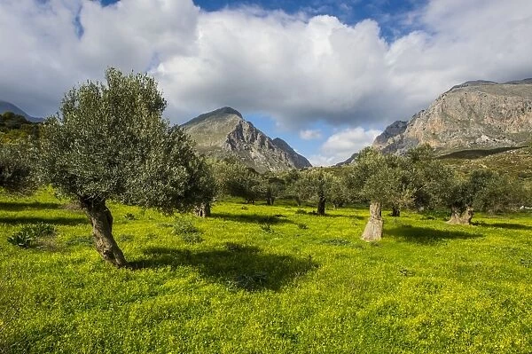 Blooming field with olive trees, Crete, Greek Islands, Greece, Europe