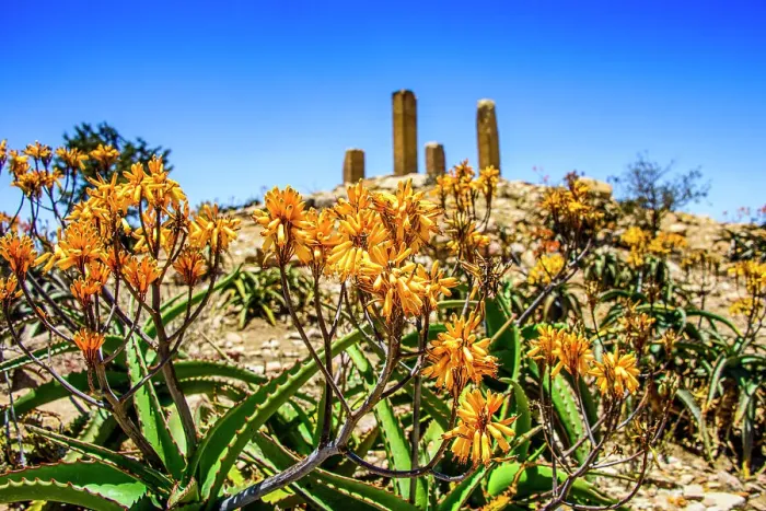 Framed Print : Blooming flowers in front of the columns of a ruined structure at the Pre-Aksumite settlement of Qohaito (Koloe), Eritrea, Africa Framed Print : Blooming flowers in front of the columns of a ruined structure at the Pre-Aksumite settlement of Qohaito (Koloe), Eritrea, Africa