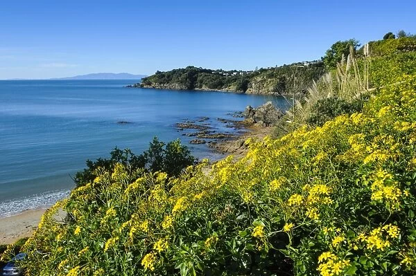 Blooming flowers over Oneroa beach, Waiheke Island, Hauraka Gulf, North Island, New Zealand, Pacific
