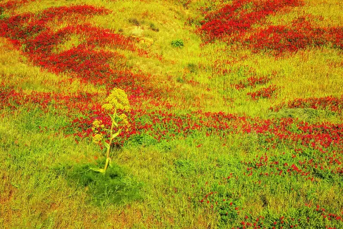 Framed Print : Blooming flowers, Riserva Naturale di Punta Bianca, Palma di Montechiaro, Agrigento, Sicily, Italy Framed Print : Blooming flowers, Riserva Naturale di Punta Bianca, Palma di Montechiaro, Agrigento, Sicily, Italy