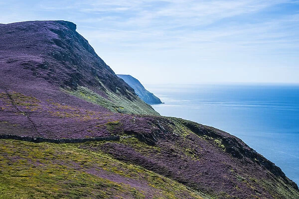Blooming flowers on the west coast of the Isle of Man, crown dependency of the United Kingdom