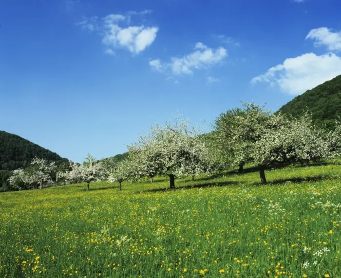 Framed Print : Blooming fruit trees on a flower meadow, Lenninger Tal, Swabian Alb, Baden Wurttemberg, Germany, Europe Framed Print : Blooming fruit trees on a flower meadow, Lenninger Tal, Swabian Alb, Baden Wurttemberg, Germany, Europe