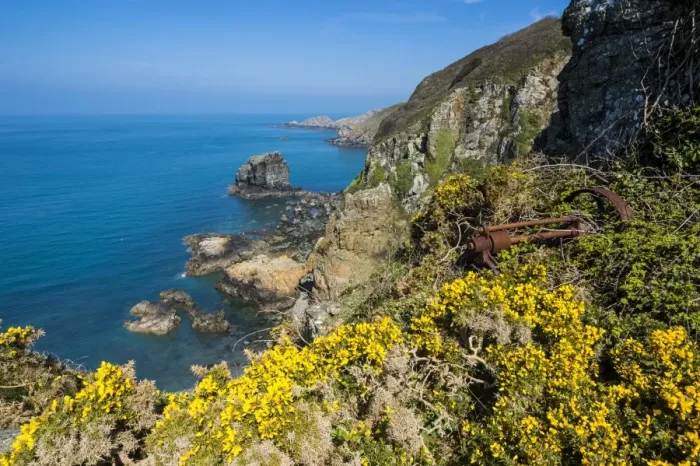 Framed Print : Blooming gorse over the east coast of Sark, Channel Islands, United Kingdom, Europe Framed Print : Blooming gorse over the east coast of Sark, Channel Islands, United Kingdom, Europe