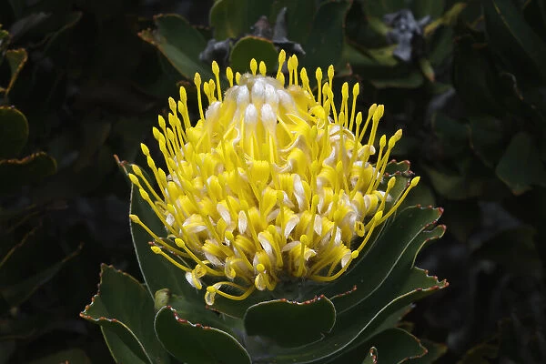 Blooming Pincushion Protea (Leucospermum species), Table Mountain National Park, Cape Town, South Africa, Africa