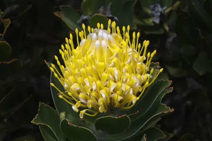 Framed Print : Blooming Pincushion Protea (Leucospermum species), Table Mountain National Park, Cape Town, South Africa, Africa Framed Print : Blooming Pincushion Protea (Leucospermum species), Table Mountain National Park, Cape Town, South Africa, Africa