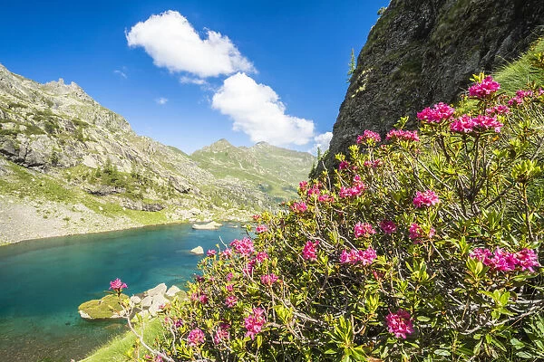 Blooming rhododendrons on shores of the alpine lake Zancone, Orobie Alps, Valgerola