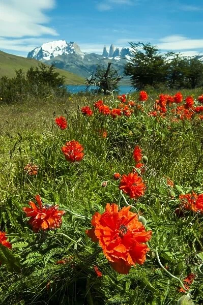 Blooming wild flowers in the Torres del Paine National Park, Patagonia, Chile, South America