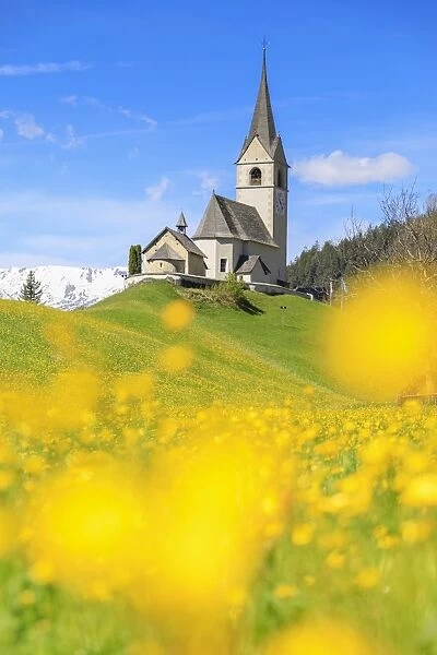 Blooming of yellow flowers around the alpine church of Schmitten, District of Albula