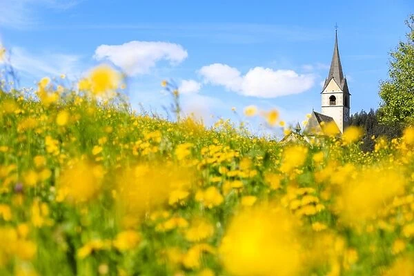 Blooming of yellow flowers around the alpine church of Schmitten, District of Albula