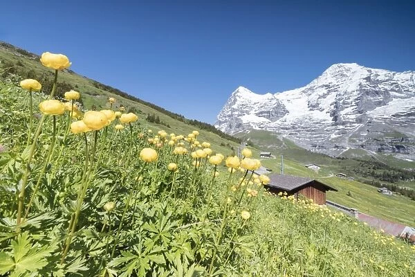 Blooming of yellow flowers framed by green meadows and snowy peaks, Wengen, Bernese Oberland