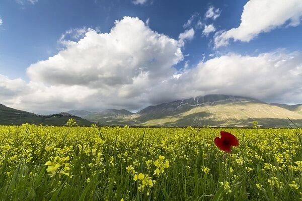 Blooming of yellow flowers and red poppies, Castelluccio di Norcia, Province of Perugia