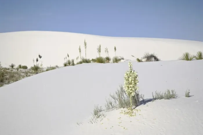 Framed Print : Blooming yucca plants on dunes, White Sands National Monument, New Mexico Framed Print : Blooming yucca plants on dunes, White Sands National Monument, New Mexico