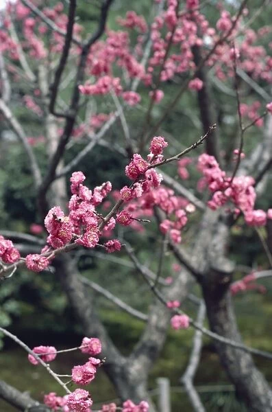 Blossom, Kyoto