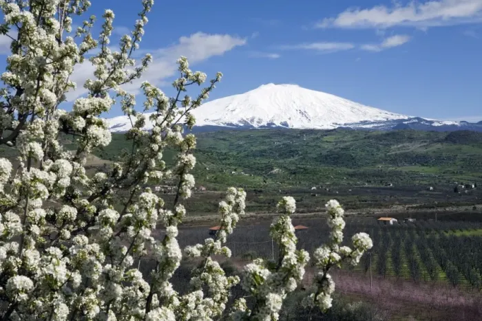 Framed Print : Blossom and Mount Etna, near Cesaro, Sicily, Italy, Europe Framed Print : Blossom and Mount Etna, near Cesaro, Sicily, Italy, Europe