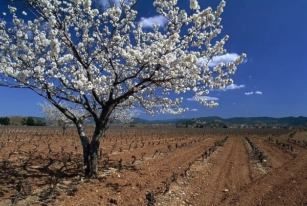 Blossom, Provence, France, Europe