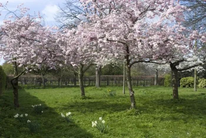 Framed Print : Blossom, Regents Park, London, England, United Kingdom, Europe