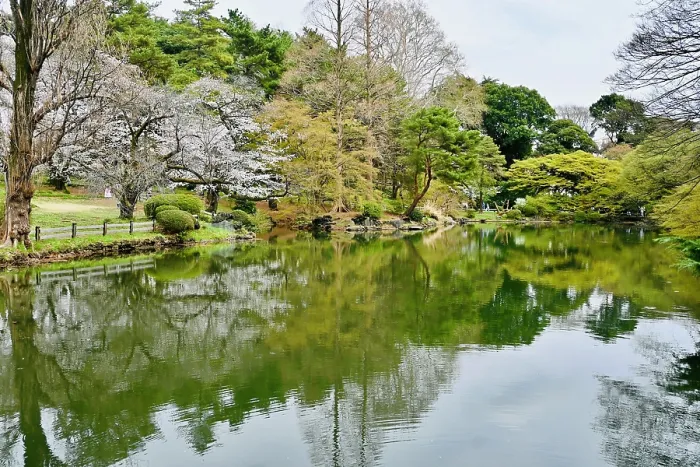Framed Print : Blossom and trees reflected in lake in Shinjuku Gyoen National Gardens Framed Print : Blossom and trees reflected in lake in Shinjuku Gyoen National Gardens