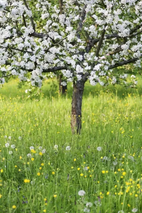 Framed Print : Blossoming apple tree, Baden Wurttemberg, Germany, Europe Framed Print : Blossoming apple tree, Baden Wurttemberg, Germany, Europe