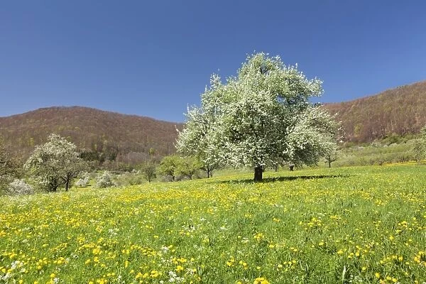 Blossoming cherry tree on a spring meadow, Neidlinger Tal Valley, Swabian Alb, Baden Wurttemberg, Germany, Europe