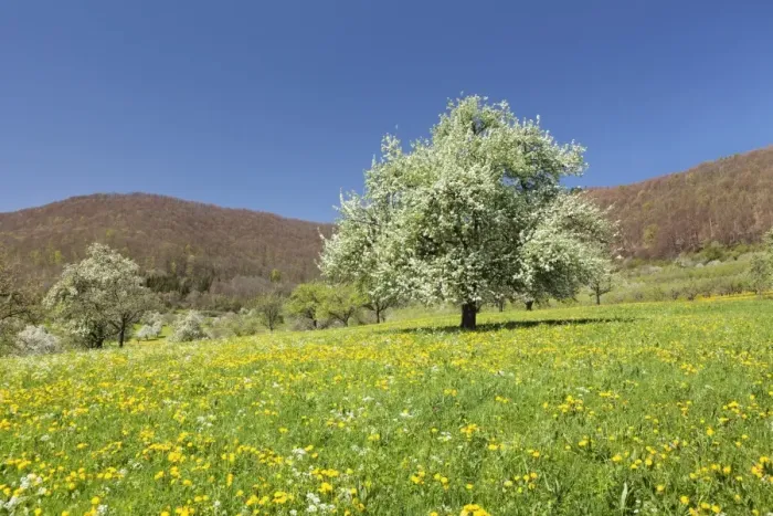 Framed Print : Blossoming cherry tree on a spring meadow, Neidlinger Tal Valley, Swabian Alb, Baden Wurttemberg, Germany, Europe Framed Print : Blossoming cherry tree on a spring meadow, Neidlinger Tal Valley, Swabian Alb, Baden Wurttemberg, Germany, Europe