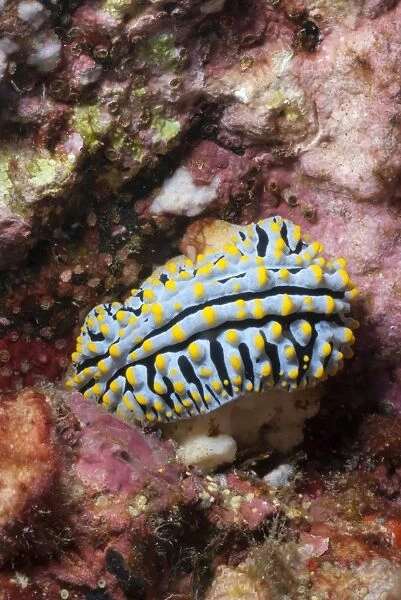 Blue candy nudibranch, (Phyllida varicosa), Southern Thailand, Andaman Sea, Indian Ocean, Southeast Asia, Asia