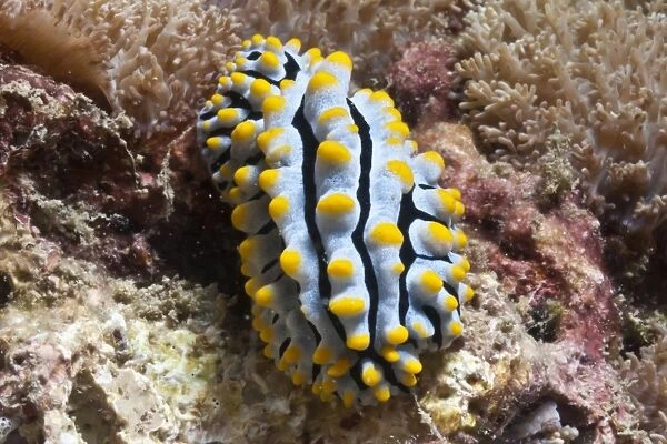 Blue candy nudibranch (Phyllida varicosa), Southern Thailand, Andaman Sea, Indian Ocean, Southeast Asia, Asia