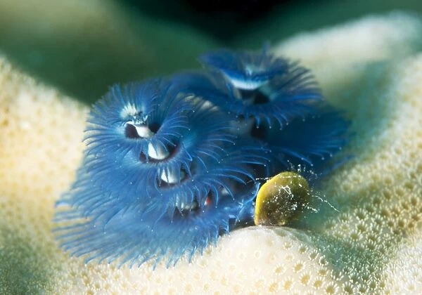 Blue Christmas tree worm (Spirobranchus giganteus), Cairns, Queensland, Australia