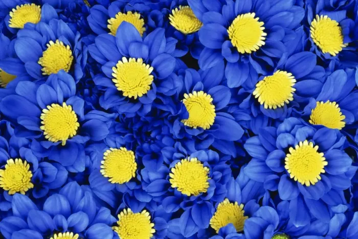 Framed Print : Blue Chrysanthemums Framed Print : Blue Chrysanthemums