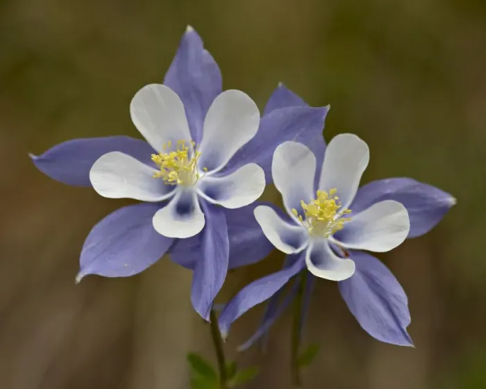 Framed Print : Blue columbine (Aquilegia coerulea), Weston Pass, Pike and San Isabel National Forest Framed Print : Blue columbine (Aquilegia coerulea), Weston Pass, Pike and San Isabel National Forest