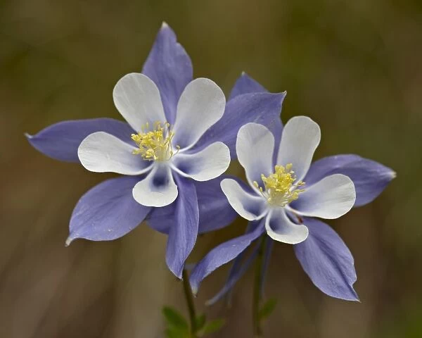 Blue columbine (Aquilegia coerulea), Weston Pass, Pike and San Isabel National Forest