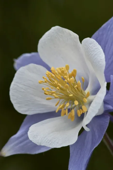 Framed Print : Blue columbine (Colorado columbine) (Aquilegia coerulea), San Juan National Forest Framed Print : Blue columbine (Colorado columbine) (Aquilegia coerulea), San Juan National Forest