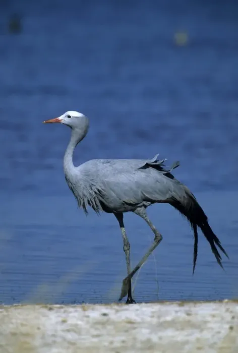 Framed Print : Blue crane Framed Print : Blue crane