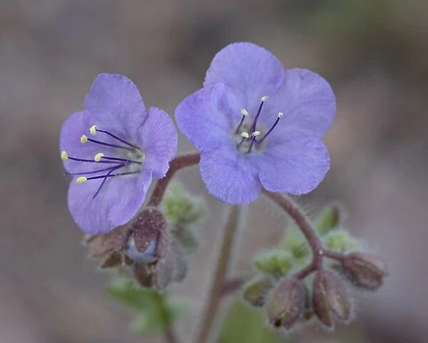 Blue-Eyed Scorpion-Weed (Phacelia distans), Organ Pipe Cactus National Monument