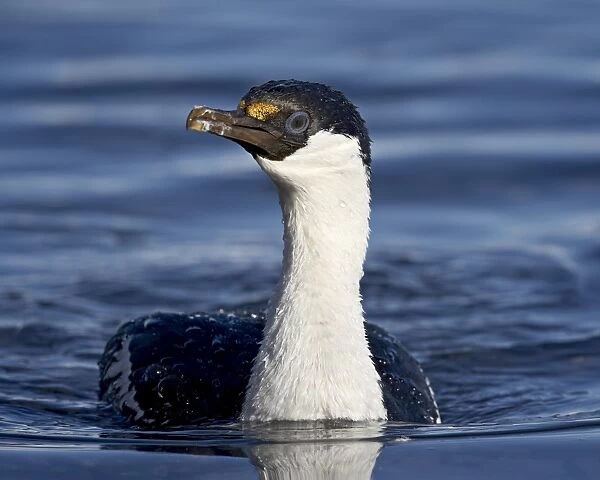 Blue-eyed shag or blue-eyed cormorant or Antarctic cormorant (Phalacrocorax atriceps) swimming