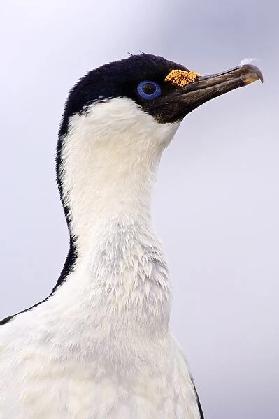 Blue-eyed shag (cormorant), Petermann Island, Antarctica, Polar Regions